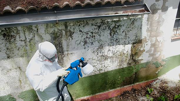 Top rated local Basement Mold Remediation specialists in Winterville, GA